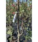 Яблуня колоновидна райська 220-250 см